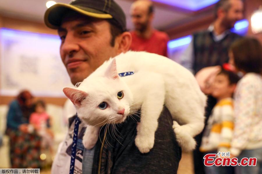 A man carries a white cat on a man’s shoulder during the 3rd International Pursaklar Cat Beauty Fest\', organized by Pursaklar Municipality in Ankara, Turkey, October 14, 2018. (Photo/Agencies)