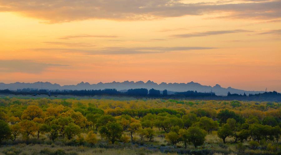 Golden fall foliage is seen in a forest of Euphrates poplar trees in Karamay, Xinjiang Uygur autonomous region.(Photo provided to China Daily)