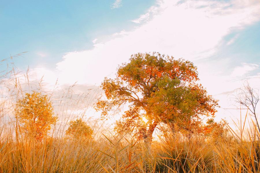 Euphrates poplar trees with golden leaves are seen in Karamay, Xinjiang Uygur autonomous region.(Photo provided to China Daily)