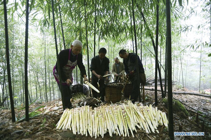 Farmers shell bamboo shoots in Lianhua Village of Baoyuan Township, Chishui, southwest China\'s Guizhou Province, Oct. 14, 2018. There are 1.32 million mu (0.88 million hectares) of bamboo forests in Chishui. The bamboo-related industry has become an income booster for the locals. (Xinhua/Wang Changyu)