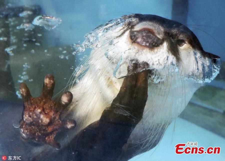 An African clawless otter swims at a water theme park in Mie Prefecture, Japan, Oct. 13, 2018. (Photo/Agencies)