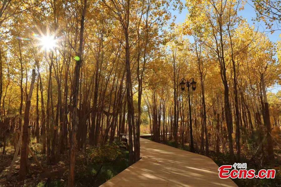 Mid-October is the best time of the year to visit a forest of desert poplar or populus euphratica in Ejina Banner in North China’s Inner Mongolia Autonomous Region. With leaves turning yellow, the forest looks like a wonderland. (Photo/China News Serivce)