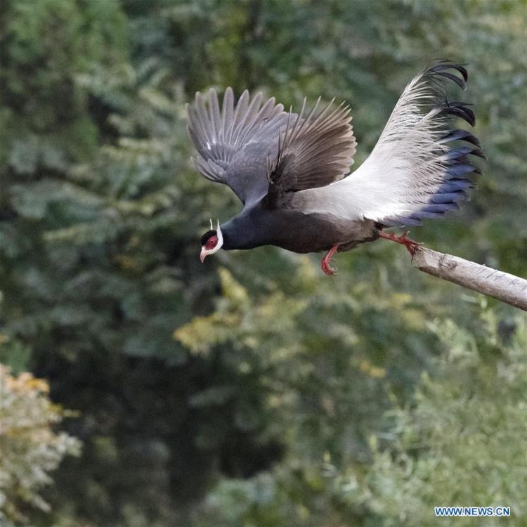 A brown-eared pheasant flies down from a wood on Shibi Mountain in Jiaocheng County, north China\'s Shanxi Province, on Oct. 12, 2018. (Xinhua/Mei Yongcun)