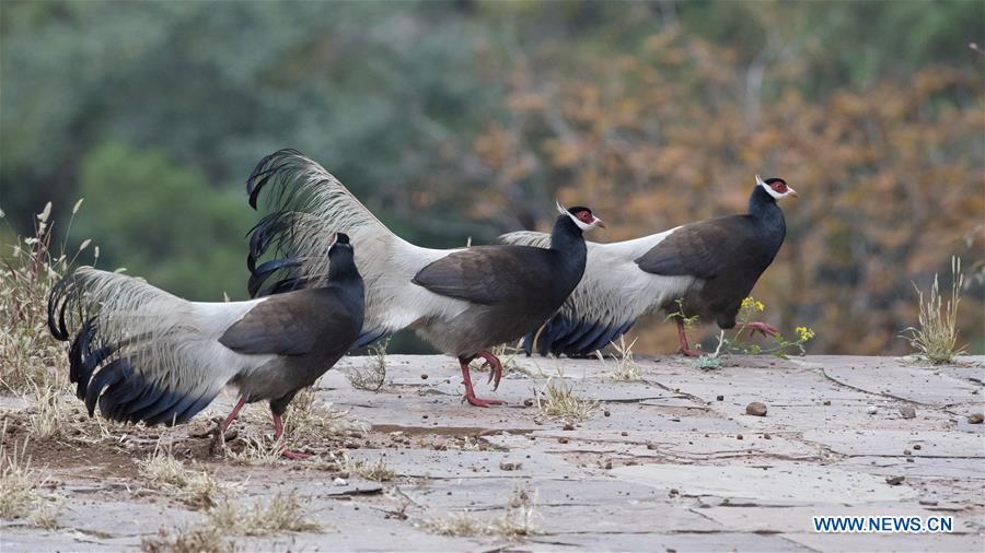 Brown-eared pheasants look for food on Shibi Mountain in Jiaocheng County, north China\'s Shanxi Province, on Oct. 12, 2018. (Xinhua/Mei Yongcun)