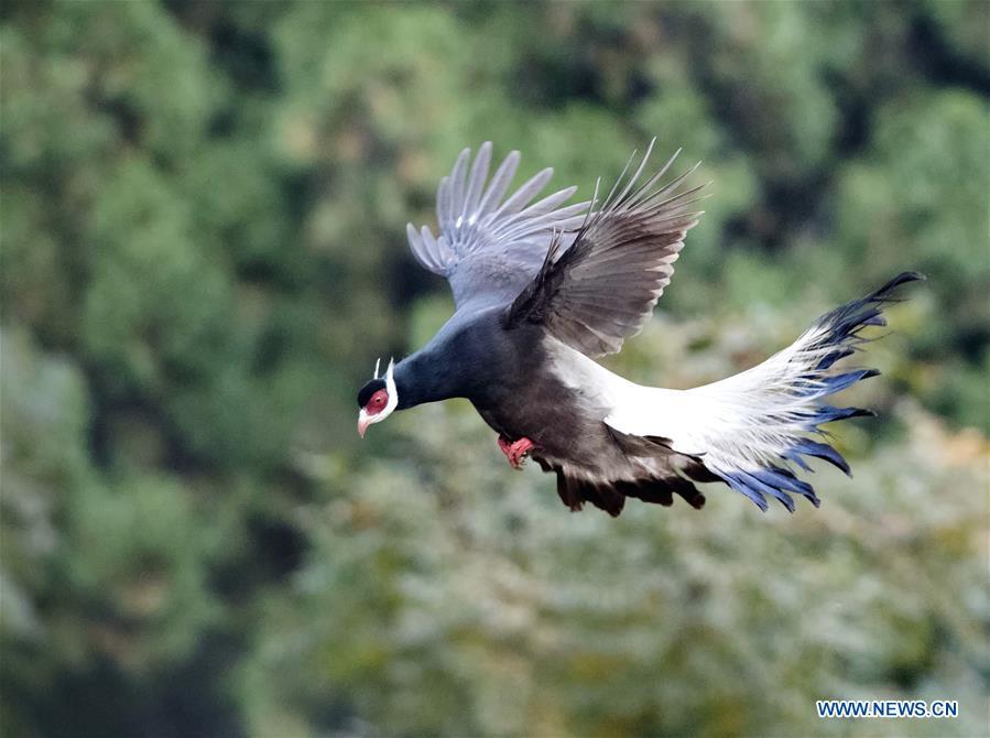 A brown-eared pheasant flies in the air near Shibi Mountain in Jiaocheng County, north China\'s Shanxi Province, on Oct. 12, 2018. (Xinhua/Mei Yongcun)