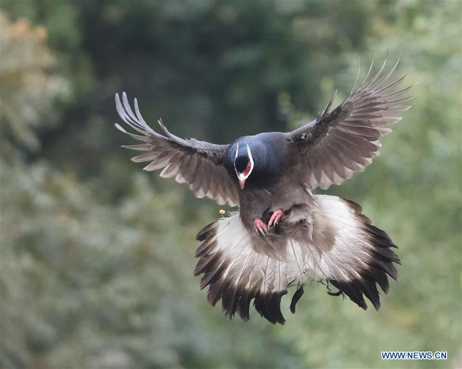 A brown-eared pheasant flies in the air near Shibi Mountain in Jiaocheng County, north China\'s Shanxi Province, on Oct. 12, 2018. (Xinhua/Mei Yongcun)