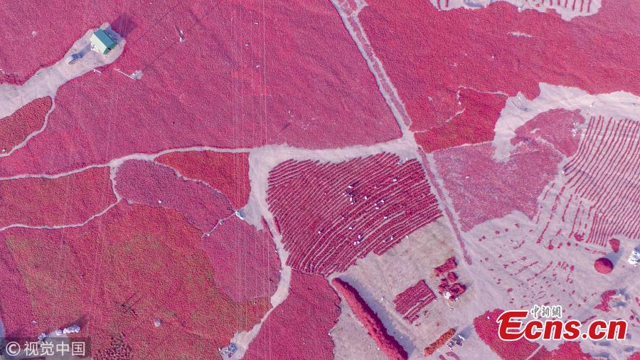 Stretches of chilies air-dry along a road in Kuqa County, Northwest China’s Xinjiang Uygur Autonomous Region, in this shot captured by drone. It is the chili harvest season in the region. (Photo/VCG)