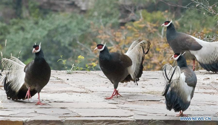 Brown-eared pheasants look for food on Shibi Mountain in Jiaocheng County, north China\'s Shanxi Province, on Oct. 12, 2018. (Xinhua/Mei Yongcun)