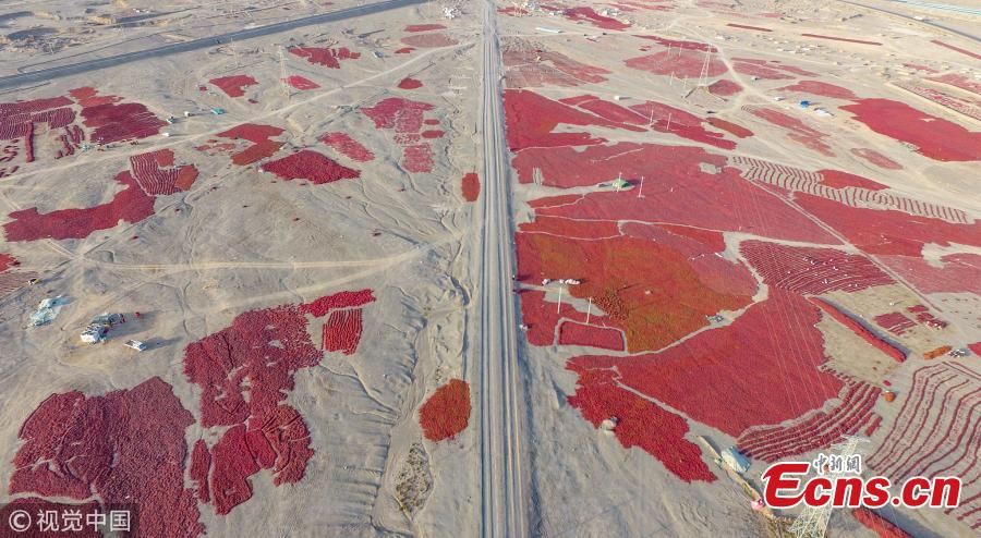 Stretches of chilies air-dry along a road in Kuqa County, Northwest China’s Xinjiang Uygur Autonomous Region, in this shot captured by drone. It is the chili harvest season in the region. (Photo/VCG)