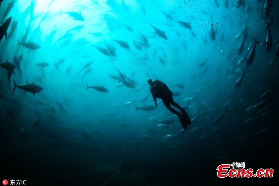 Tuna fish are seen in a sea farmings, where tunas are being breed and prepared to be sold to Japan and European countries, in Karaburun district of Izmir, Turkey, October 14, 2018. Tuna farms, smallest ones are the 25-35 meters depth cages and have approximately 1500 tunas, are under the inspection of International Commission for the Conversation of Atlantic Tunas (ICCAT). The maintenance of the cages is being carried out by the experienced divers. (Photo/IC)