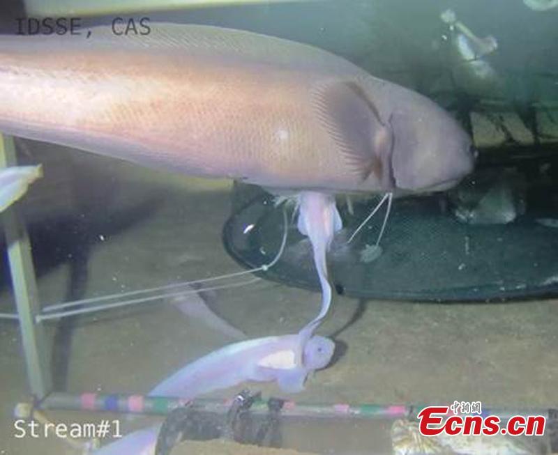 The photo shows a biological sample collected by oceanic research vessel Tansuo-1 from the Mariana Trench. A team of 59 Chinese researchers returned Tuesday to Sanya in southern Hainan Province from the Mariana Trench after completing a 54-day, 7,292-nautical-mile deep-sea research mission. Researchers have achieved fruitful results in a mission that includes a deep-sea equipment test and scientific research in disciplines such as geophysics, marine geology, geochemistry and marine biology. During the expedition, two 7,000-meter-class deep-sea gliders operated continuously for 46 days, making it the only abyss-class glider in the world that can work continuously for that period of time.(Photo: China News Service/ Liu Yufei)