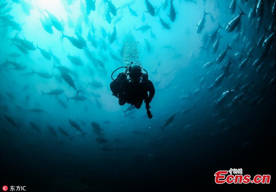 Tuna fish are seen in a sea farmings, where tunas are being breed and prepared to be sold to Japan and European countries, in Karaburun district of Izmir, Turkey, October 14, 2018. Tuna farms, smallest ones are the 25-35 meters depth cages and have approximately 1500 tunas, are under the inspection of International Commission for the Conversation of Atlantic Tunas (ICCAT). The maintenance of the cages is being carried out by the experienced divers. (Photo/IC)