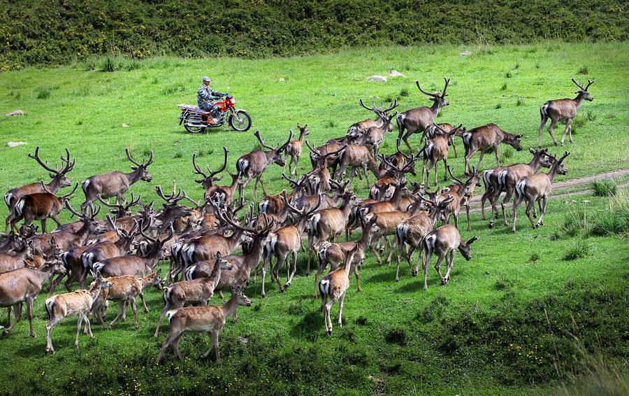 A herd of Red deer is seen at the foot of Qilian Mountain in autumn. They gallop across the field, forage for grass and play, making the area a fairyland. (Photo by Tian Xi/ chinadaily.com.cn)