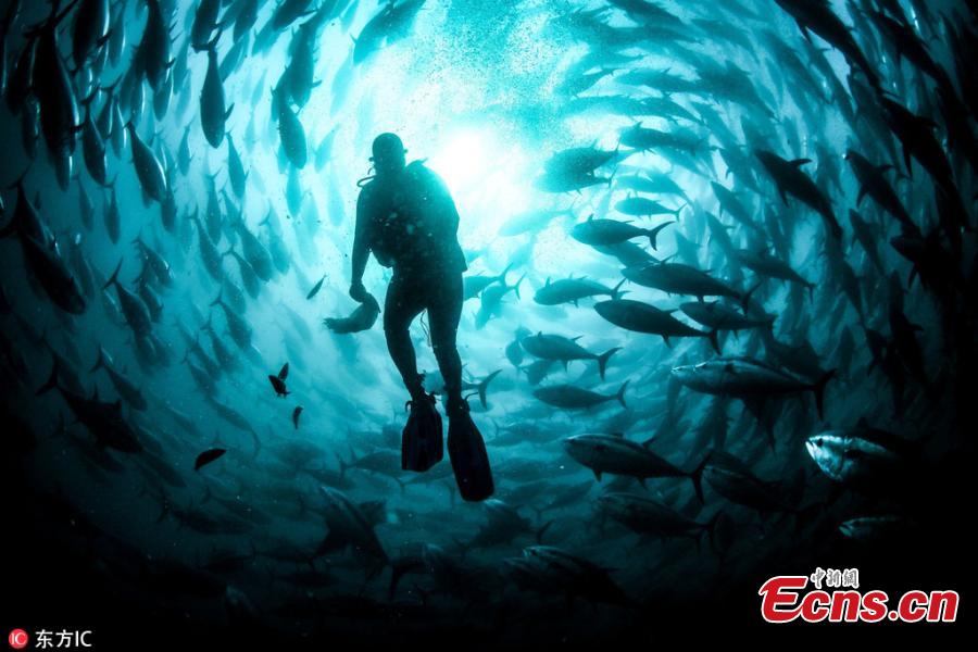 Tuna fish are seen in a sea farmings, where tunas are being breed and prepared to be sold to Japan and European countries, in Karaburun district of Izmir, Turkey, October 14, 2018. Tuna farms, smallest ones are the 25-35 meters depth cages and have approximately 1500 tunas, are under the inspection of International Commission for the Conversation of Atlantic Tunas (ICCAT). The maintenance of the cages is being carried out by the experienced divers. (Photo/IC)