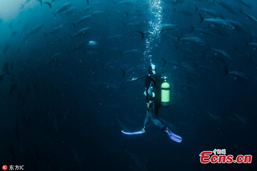 Tuna fish are seen in a sea farmings, where tunas are being breed and prepared to be sold to Japan and European countries, in Karaburun district of Izmir, Turkey, October 14, 2018. Tuna farms, smallest ones are the 25-35 meters depth cages and have approximately 1500 tunas, are under the inspection of International Commission for the Conversation of Atlantic Tunas (ICCAT). The maintenance of the cages is being carried out by the experienced divers. (Photo/IC)