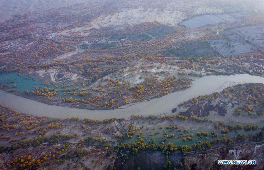 Aerial photo shows the scenery of desert poplar forests in Yuli County, northwest China\'s Xinjiang Uygur Autonomous Region, Oct. 16, 2018. The Lop Nur people depended basically on fishing for livelihood and developed a distinct culture based on their special lifestyle. Located in Tarim basin, Yuli is known for its natural scenery and ethnic culture and keeps attracting numerous tourists from at home and abroad. From Oct. 1 to 16, 2018, Yuli County has received more than 230,000 visitors, with a year-on-year increase of 31.46 percent. (Xinhua/Zhao Ge)