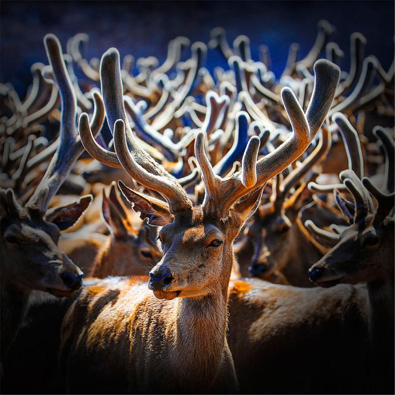 A herd of Red deer is seen at the foot of Qilian Mountain in autumn. They gallop across the field, forage for grass and play, making the area a fairyland. (Photo by Tian Xi/ chinadaily.com.cn)
