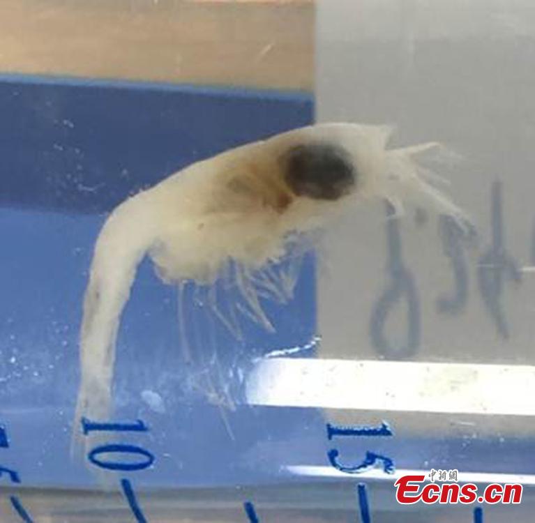 The photo shows a biological sample collected by oceanic research vessel Tansuo-1 from the Mariana Trench. A team of 59 Chinese researchers returned Tuesday to Sanya in southern Hainan Province from the Mariana Trench after completing a 54-day, 7,292-nautical-mile deep-sea research mission. Researchers have achieved fruitful results in a mission that includes a deep-sea equipment test and scientific research in disciplines such as geophysics, marine geology, geochemistry and marine biology. During the expedition, two 7,000-meter-class deep-sea gliders operated continuously for 46 days, making it the only abyss-class glider in the world that can work continuously for that period of time.(Photo: China News Service/ Liu Yufei)
