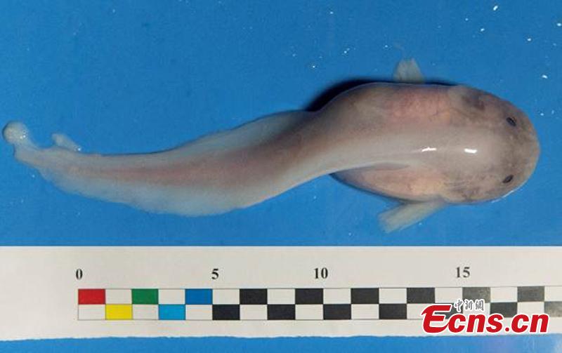 The photo shows a biological sample collected by oceanic research vessel Tansuo-1 from the Mariana Trench. A team of 59 Chinese researchers returned Tuesday to Sanya in southern Hainan Province from the Mariana Trench after completing a 54-day, 7,292-nautical-mile deep-sea research mission. Researchers have achieved fruitful results in a mission that includes a deep-sea equipment test and scientific research in disciplines such as geophysics, marine geology, geochemistry and marine biology. During the expedition, two 7,000-meter-class deep-sea gliders operated continuously for 46 days, making it the only abyss-class glider in the world that can work continuously for that period of time.(Photo: China News Service/ Liu Yufei)