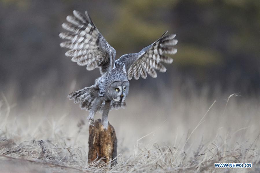 A great grey owl is seen in a forest in Wunu\'er Town of Yakeshi City, north China\'s Inner Mongolia Autonomous Region, on Oct. 17, 2018. Great grey owls are a wild animal under China\'s second-grade protection. (Photo/Xinhua)