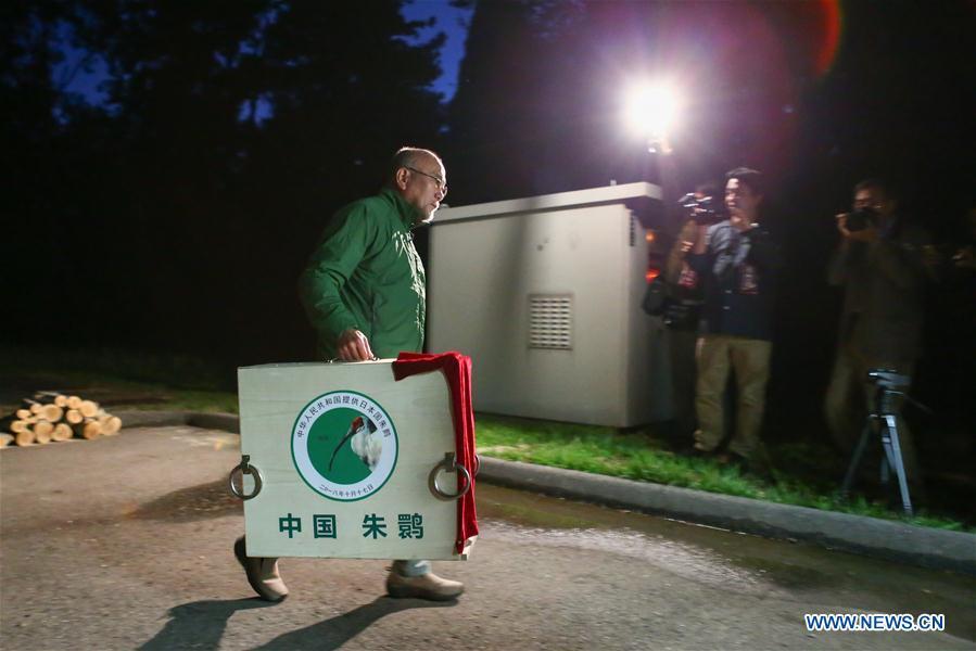 A pair of crested ibises from China arrive at the Sado Japanese Crested Ibis Conservation Center in Niigata Prefecture, Japan, Oct. 17, 2018. A pair of crested ibises from China arrived in Japan on Wednesday as a symbol of friendship between the two countries. (Xinhua/Ma Caoran)