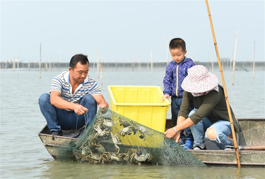 Crab breeders harvest crabs in an aquatic farm on Taihu Lake in east China\'s Zhejiang Province, Oct. 17, 2018. Local farmers were busy with their work in harvest season of the Taihu Lake crab. (Xinhua/Weng Xinyang)