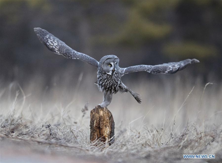 A great grey owl is seen in a forest in Wunu\'er Town of Yakeshi City, north China\'s Inner Mongolia Autonomous Region, on Oct. 17, 2018. Great grey owls are a wild animal under China\'s second-grade protection. (Photo/Xinhua)
