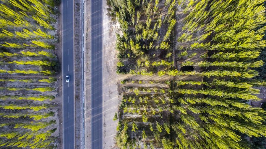 A car drives through the core region of the Kekeya green project in Aksu, Northwest China\'s Xinjiang Uyghur autonomous region, Sept. 20, 2018. (Photo/Xinhua)