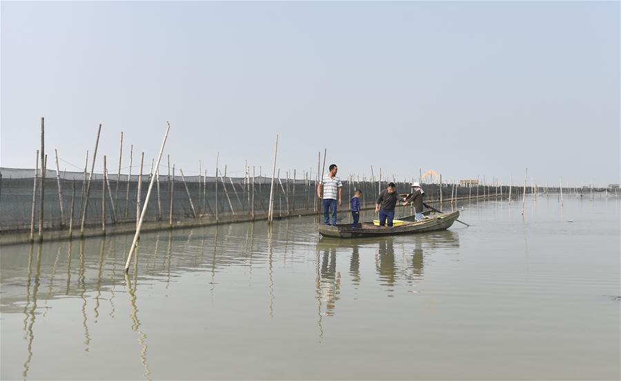 Crab breeders harvest crabs in an aquatic farm on Taihu Lake in east China\'s Zhejiang Province, Oct. 17, 2018. Local farmers were busy with their work in harvest season of the Taihu Lake crab. (Xinhua/Qian Yi)