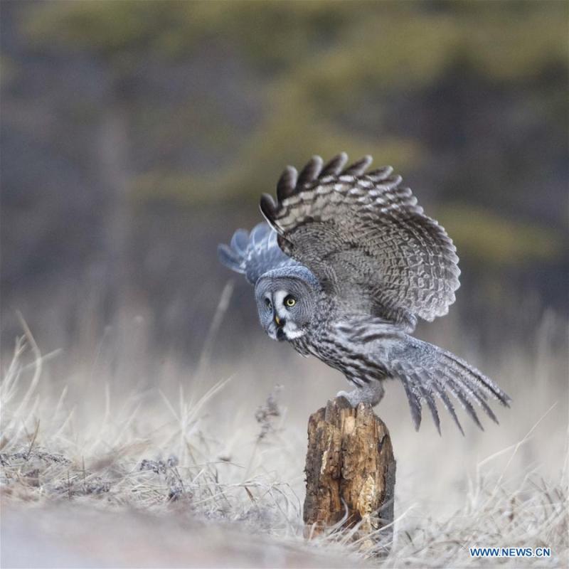 A great grey owl is seen in a forest in Wunu\'er Town of Yakeshi City, north China\'s Inner Mongolia Autonomous Region, on Oct. 17, 2018. Great grey owls are a wild animal under China\'s second-grade protection. (Photo/Xinhua)