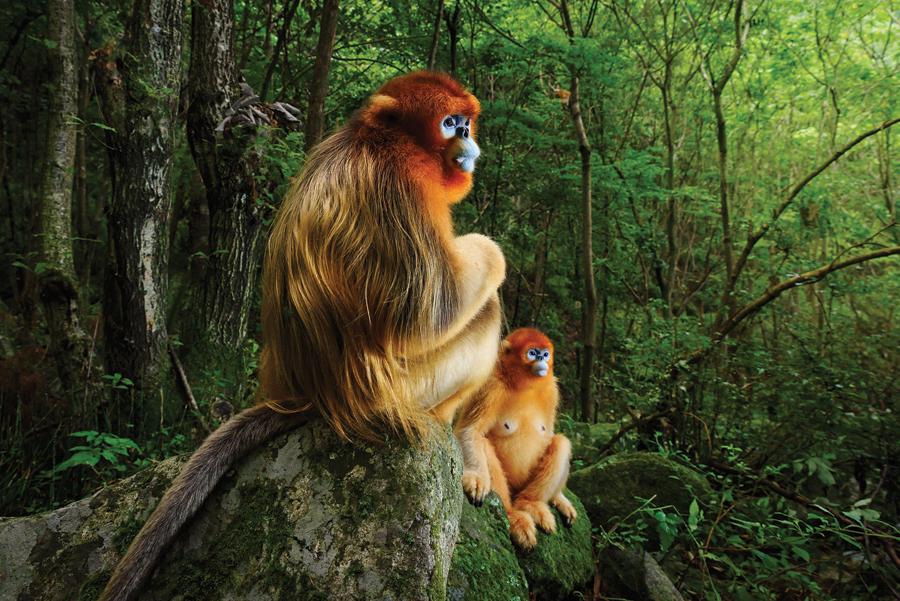 A male and a female golden snub-nosed monkeys looking on as members of their troop fight among the treetops, deep in the Qinling Mountains of Central China. The image wins top prize at this year\'s Wildlife Photographer of the Year Award. (Photo Provided to China Daily)

A photograph of two golden snub-nosed monkeys has won top prize at this year\'s Wildlife Photographer of the Year Award, to the delight of primatologists who hope the image will raise awareness for this threatened Chinese species.

The annual competition is run by the Natural History Museum in London and is the world\'s largest wildlife photography contest. This year, 45,000 entries from 95 countries were judged, and the \