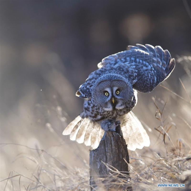 A great grey owl is seen in a forest in Wunu\'er Town of Yakeshi City, north China\'s Inner Mongolia Autonomous Region, on Oct. 17, 2018. Great grey owls are a wild animal under China\'s second-grade protection. (Photo/Xinhua)