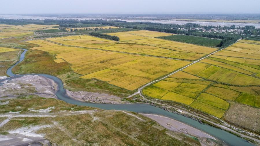Deep green ecological shelter forest adjoins golden rice fields in Aksu, Northwest China\'s Xinjiang Uyghur autonomous region, Sept. 23, 2018. (Photo/Xinhua)