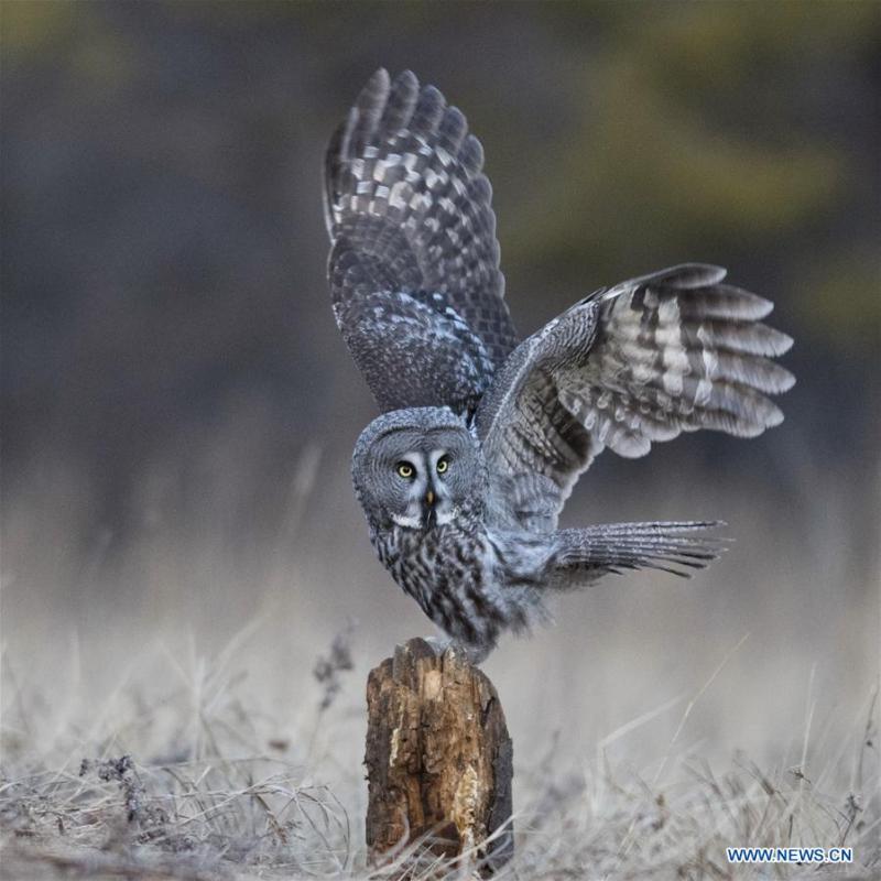 A great grey owl is seen in a forest in Wunu\'er Town of Yakeshi City, north China\'s Inner Mongolia Autonomous Region, on Oct. 17, 2018. Great grey owls are a wild animal under China\'s second-grade protection. (Photo/Xinhua)