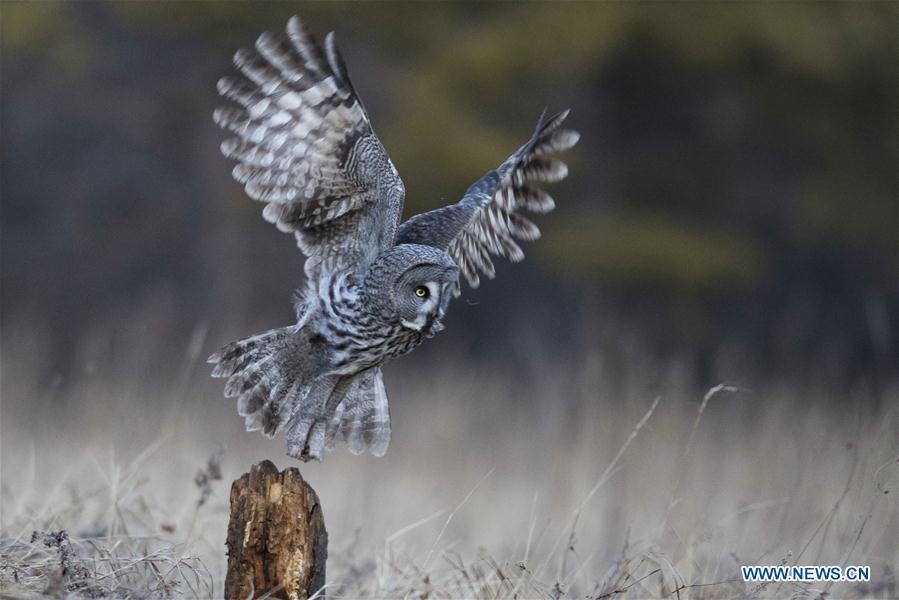 A great grey owl is seen in a forest in Wunu\'er Town of Yakeshi City, north China\'s Inner Mongolia Autonomous Region, on Oct. 17, 2018. Great grey owls are a wild animal under China\'s second-grade protection. (Photo/Xinhua)