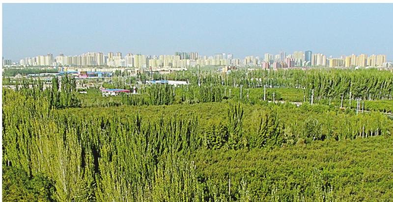 The Kekeya green project stretches towards tall buildings in Aksu, Northwest China\'s Xinjiang Uyghur autonomous region, Sept. 26, 2018. (Photo/Xinjiang Daily)