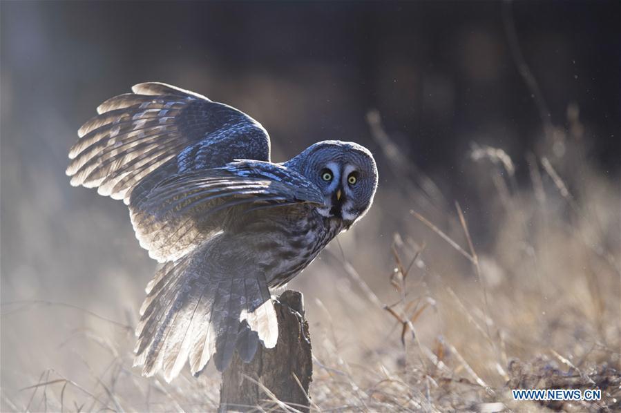 A great grey owl is seen in a forest in Wunu\'er Town of Yakeshi City, north China\'s Inner Mongolia Autonomous Region, on Oct. 17, 2018. Great grey owls are a wild animal under China\'s second-grade protection. (Photo/Xinhua)