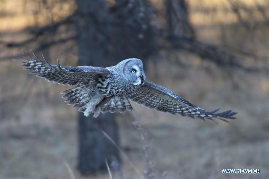 A great grey owl is seen in a forest in Wunu\'er Town of Yakeshi City, north China\'s Inner Mongolia Autonomous Region, on Oct. 17, 2018. Great grey owls are a wild animal under China\'s second-grade protection. (Photo/Xinhua)