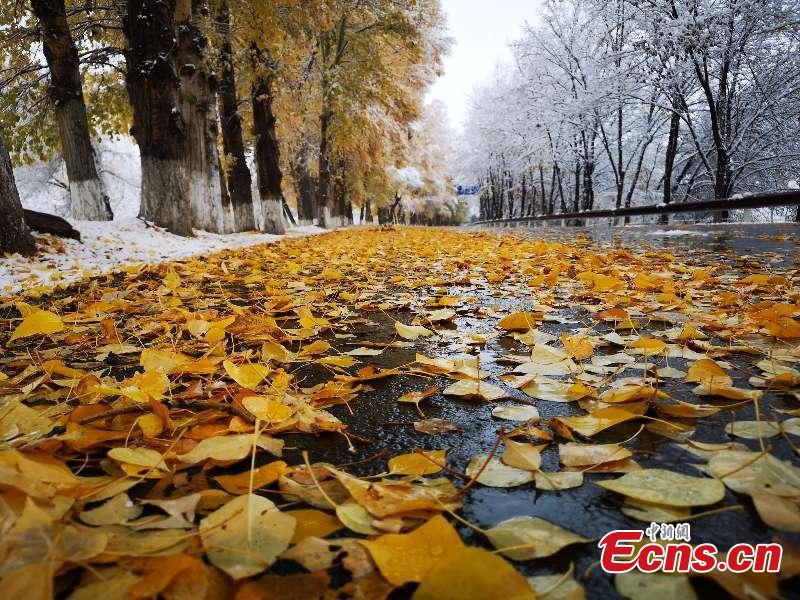 Colorful autumn leaves provide a color contrast to early-season snow as a a cold front hits the Tianshan Tianchi scenic area in Northwest China’s Xinjiang Uygur Autonomous Region, as seen in these photos taken on Oct. 17 and 18. (Photo provided to China News Service)