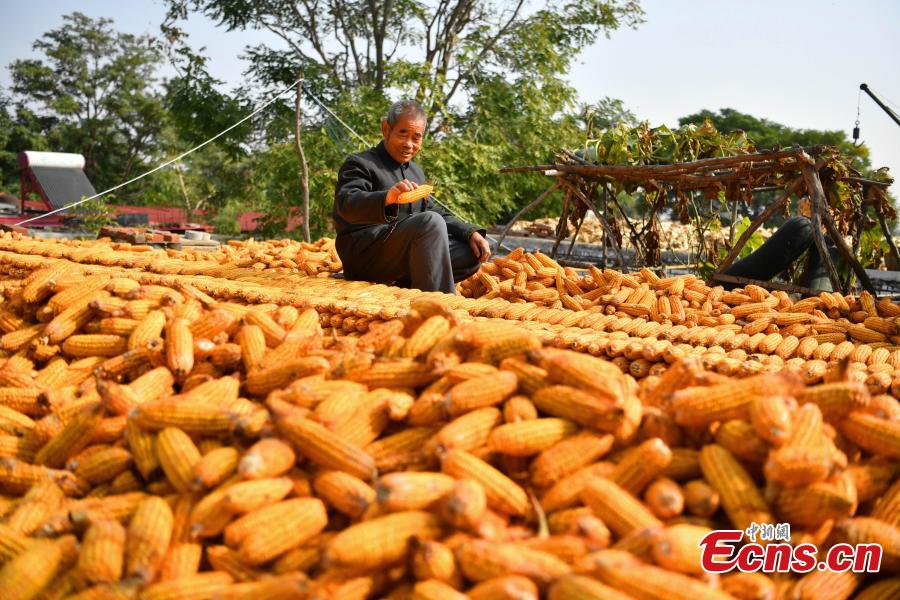 Farmer Jia Zengwen works at his home in Niujia Village, Gaocheng City, North China’s Hebei Province, Oct. 18, 2018. Jia has filled 108 diaries over the years, and they include records of his first time receiving the subsidy, a medical insurance claim, and the pension. The diaries also provide a record of the change that has taken place in his rural home over the past 40 years of reform and opening up. (Photo: China News Service/Zhai Yujia)