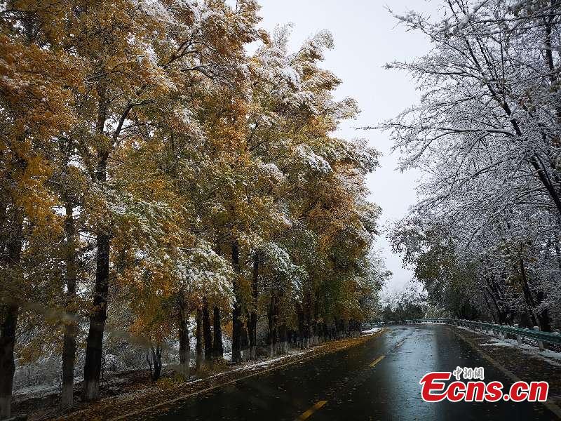 Colorful autumn leaves provide a color contrast to early-season snow as a a cold front hits the Tianshan Tianchi scenic area in Northwest China’s Xinjiang Uygur Autonomous Region, as seen in these photos taken on Oct. 17 and 18. (Photo provided to China News Service)
