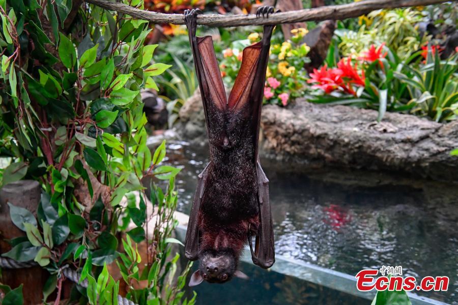 Malayan flying fox, one of the world\'s largest bat species, meet the public for the first time at Chimelong Safari Park in Guangzhou City, Guangdong Province, Oct. 18, 2018. (Photo: China News Service/Chen Jimin)