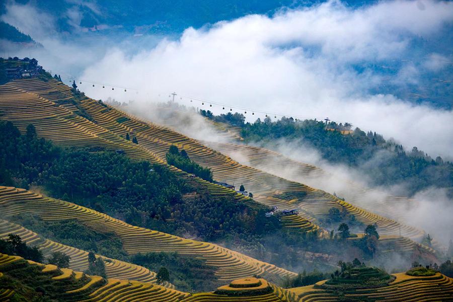 Late autumn is the best time of the year to enjoy the picturesque views of terraced rice fields on the Longji Mountain of Longsheng county, South China\'s Guangxi Zhuang autonomous region. The villagers will harvest the rice next week. Their ancestors started to plant the crop in the terraced fields in late Yuan Dynasty (1271-1368). (Photo by Pan Zhixiang for chinadaily.com.cn)