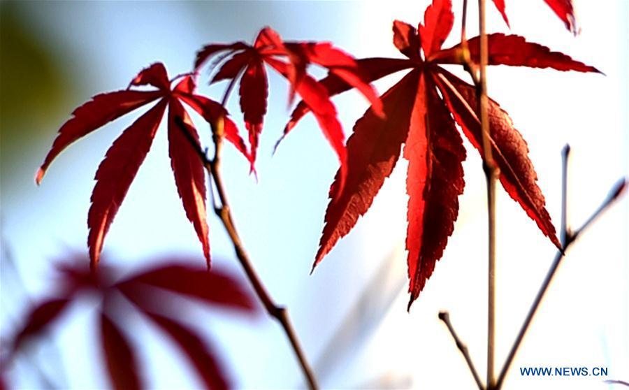 Photo taken on Oct. 18, 2018 shows an autumn leaf at the Slender West Lake scenic spot in Yangzhou City, east China\'s Jiangsu Province. (Xinhua/Zhuang Wenbin)