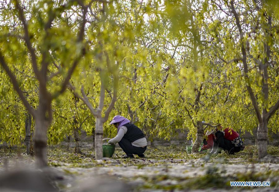 Farmers pick red dates at an orchard in Ruoqiang County of the Mongolian Autonomous Prefecture of Bayingolin, northwest China\'s Xinjiang Uygur Autonomous Region, Oct. 19, 2018. (Xinhua/Zhao Ge)