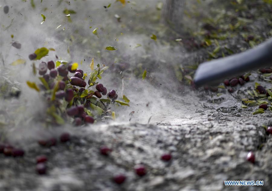 A farmer uses an air blower to separate red dates from fallen leaves at an orchard in Ruoqiang County of the Mongolian Autonomous Prefecture of Bayingolin, northwest China\'s Xinjiang Uygur Autonomous Region, Oct. 19, 2018. (Xinhua/Zhao Ge)