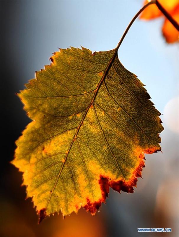 Photo taken on Oct. 18, 2018 shows an autumn leaf at the Slender West Lake scenic spot in Yangzhou City, east China\'s Jiangsu Province. (Xinhua/Zhuang Wenbin)