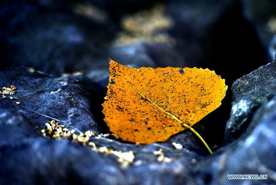 Photo taken on Oct. 18, 2018 shows an autumn leaf at the Slender West Lake scenic spot in Yangzhou City, east China\'s Jiangsu Province. (Xinhua/Zhuang Wenbin)