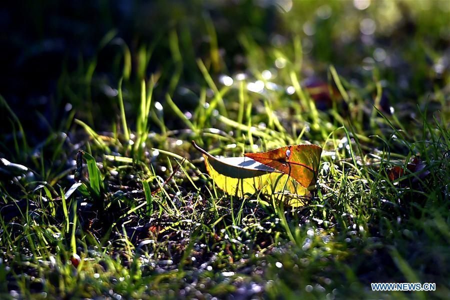 Photo taken on Oct. 18, 2018 shows an autumn leaf at the Slender West Lake scenic spot in Yangzhou City, east China\'s Jiangsu Province. (Xinhua/Zhuang Wenbin)
