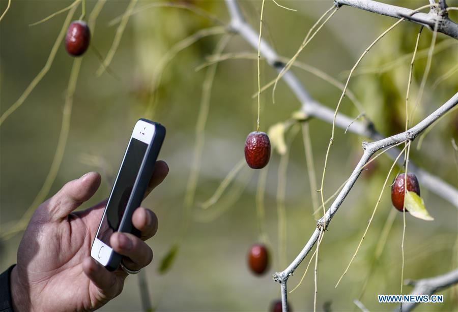 A tourist takes photos of red dates at an orchard in Ruoqiang County of the Mongolian Autonomous Prefecture of Bayingolin, northwest China\'s Xinjiang Uygur Autonomous Region, Oct. 19, 2018. (Xinhua/Zhao Ge)